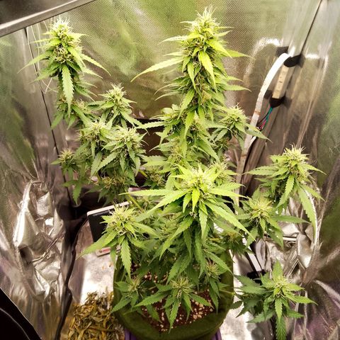 Blue Berry Automática growlog timeline photo