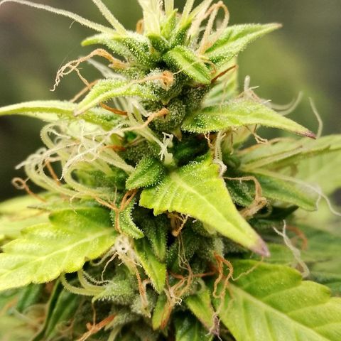 Blue Berry Automática growlog timeline photo
