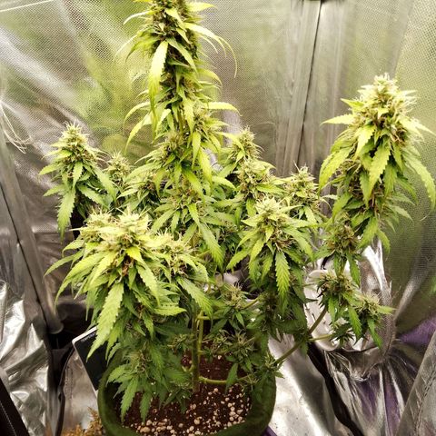 Blue Berry Automática growlog photo: Última semana para colheita 