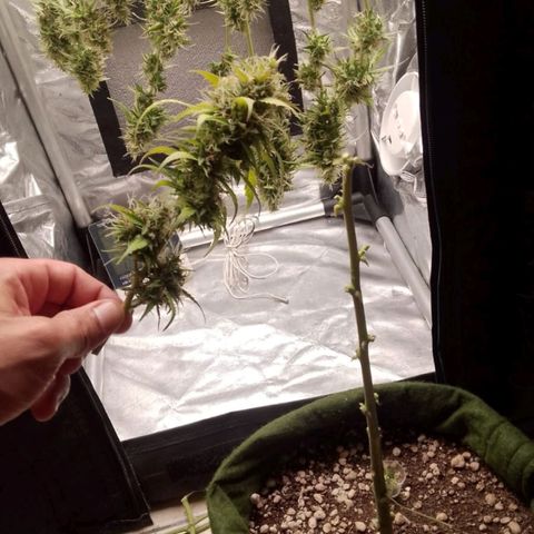 Blue Berry Automática growlog timeline photo