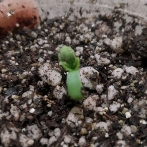 Colombian Gold growlog timeline photo
