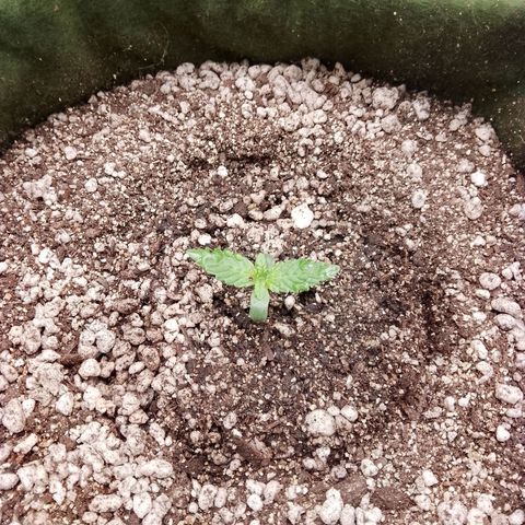 Colombian Gold growlog timeline photo