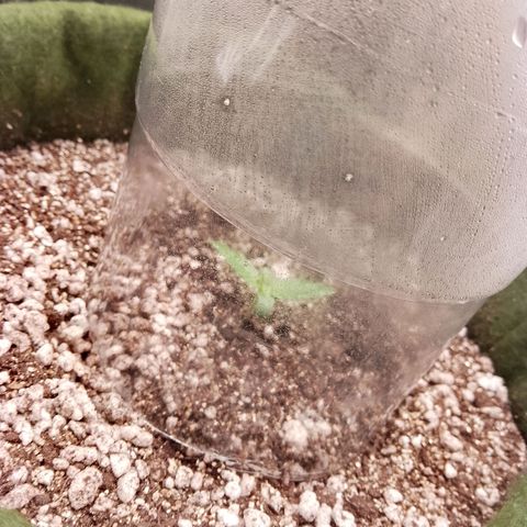 Colombian Gold growlog timeline photo