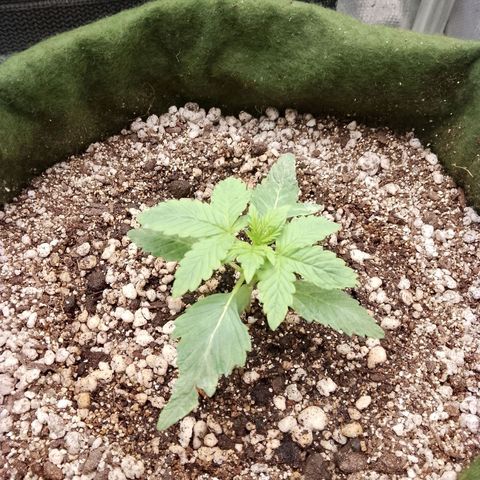 Colombian Gold growlog timeline photo