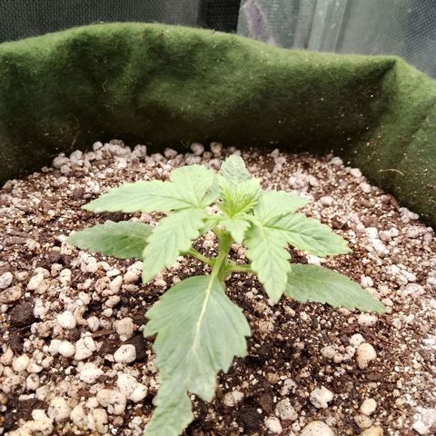 Colombian Gold growlog timeline photo