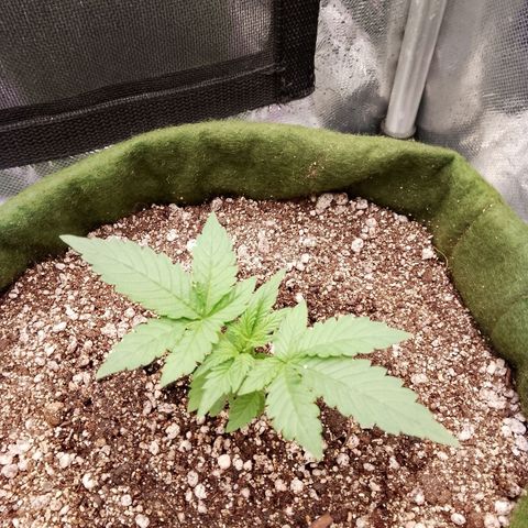 Colombian Gold growlog timeline photo