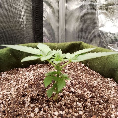 Colombian Gold growlog timeline photo