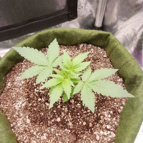Colombian Gold growlog timeline photo