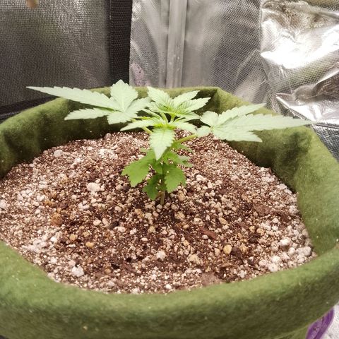 Colombian Gold growlog timeline photo