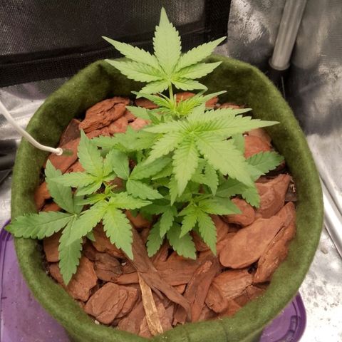 Colombian Gold growlog timeline photo