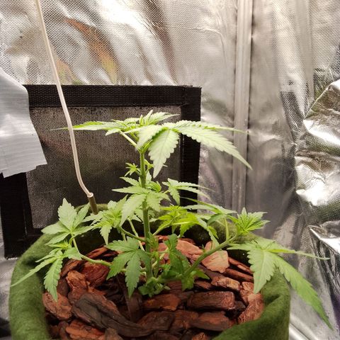 Colombian Gold growlog timeline photo