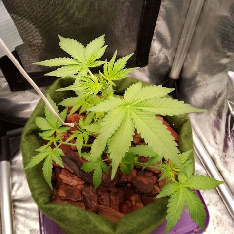 Colombian Gold growlog timeline photo