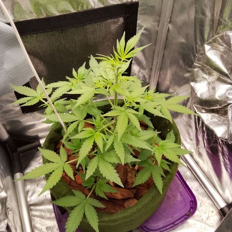 Colombian Gold growlog timeline photo