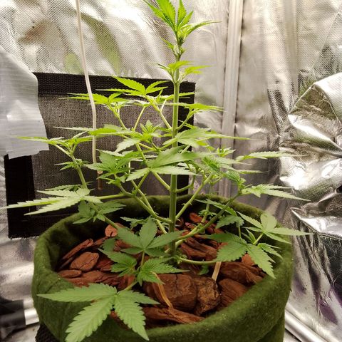 Colombian Gold growlog timeline photo