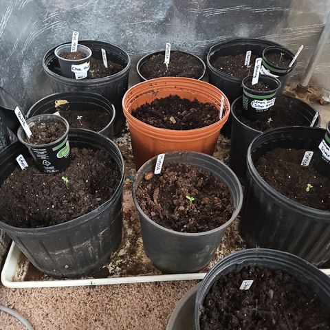 Shining Silver Haze growlog timeline photo
