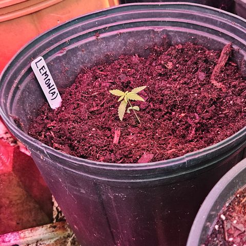 Shining Silver Haze growlog photo: WET (DAY5)
