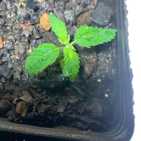 Hot og #1 growlog timeline photo