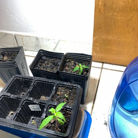 Hot og #1 growlog timeline photo