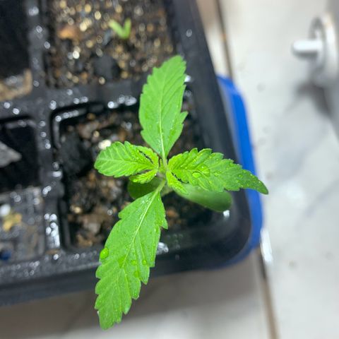Hot og #1 growlog timeline photo