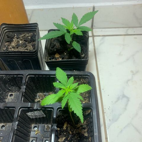 Hot og #1 growlog photo: Primeira poda da gema apical 