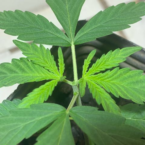 Hot og #1 growlog photo: Primeira poda da gema apical 