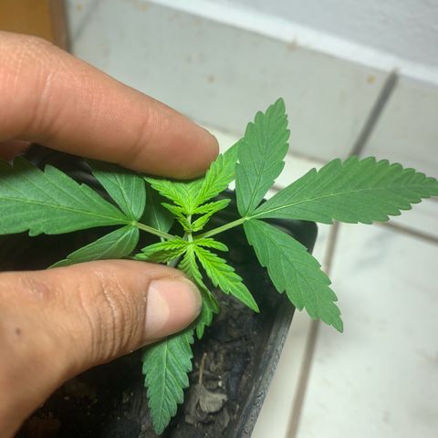 Hot og #1 growlog photo: Primeira poda da gema apical 