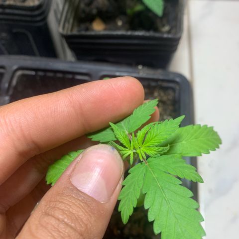 Hot og #1 growlog photo: Primeira poda da gema apical 
