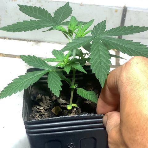 Hot og #1 growlog timeline photo