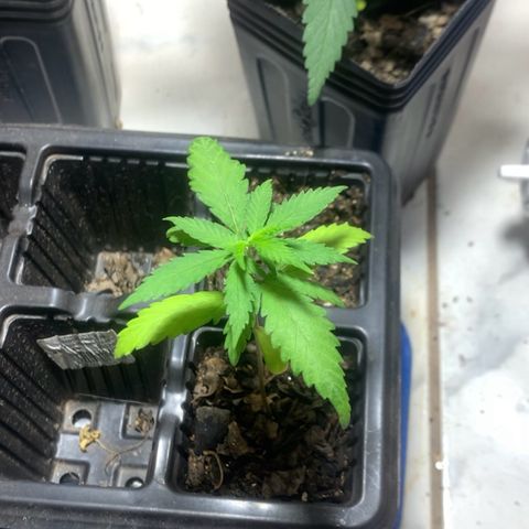 Hot og #1 growlog timeline photo