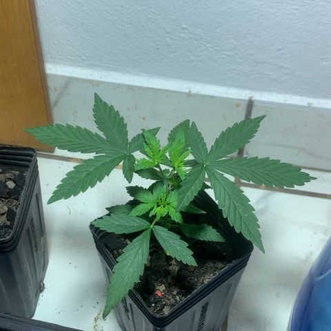 Hot og #1 growlog timeline photo
