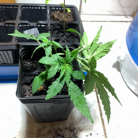 Hot og #1 growlog timeline photo