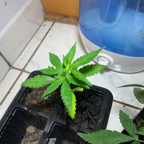 Hot og #1 growlog timeline photo