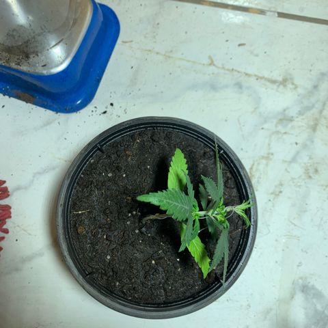 Hot og #1 growlog timeline photo