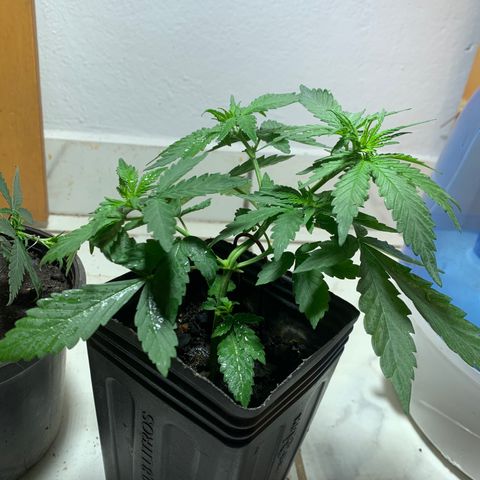 Hot og #1 growlog timeline photo