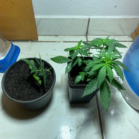 Hot og #1 growlog timeline photo