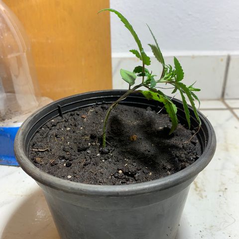 Hot og #1 growlog timeline photo