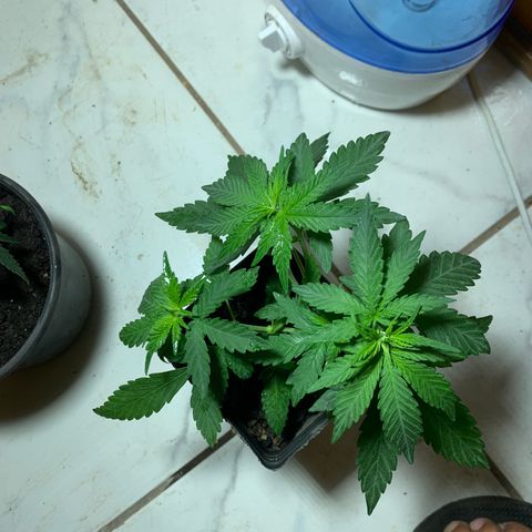 Hot og #1 growlog timeline photo