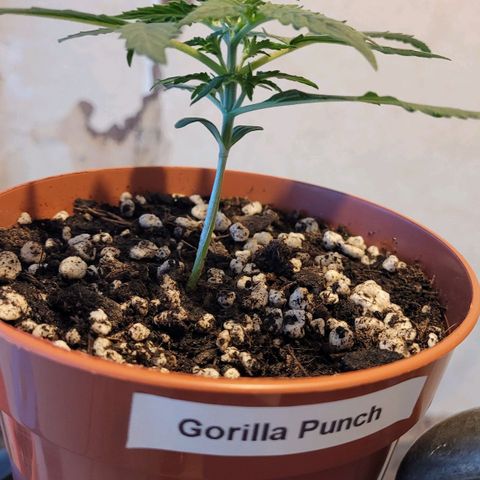 Gorilla Punch Auto growlog timeline photo