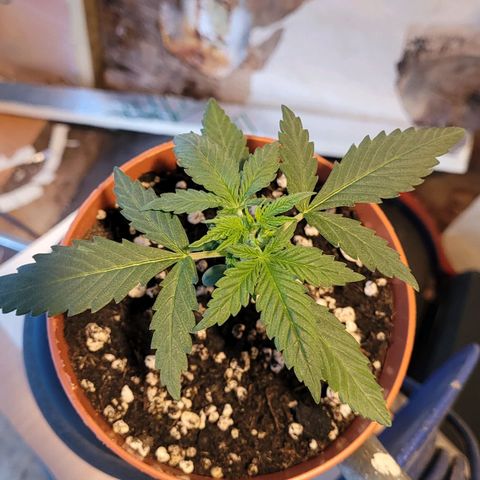 Gorilla Punch Auto growlog timeline photo