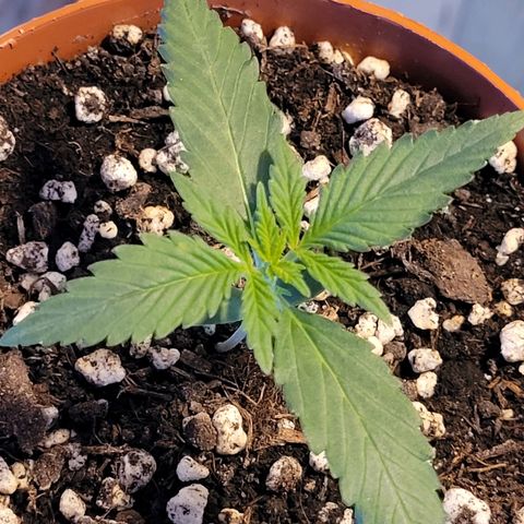 Gorilla Punch Auto growlog timeline photo