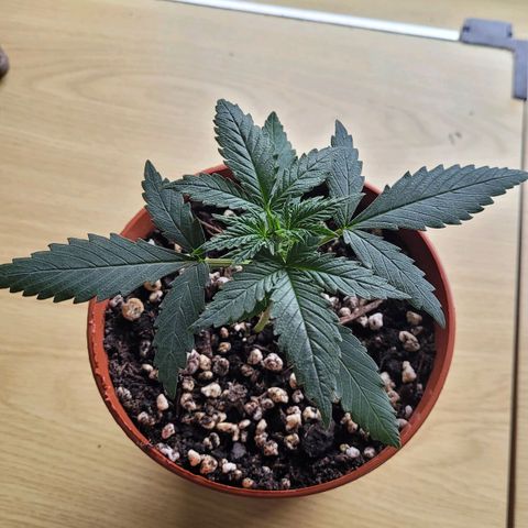Gorilla Punch Auto growlog timeline photo