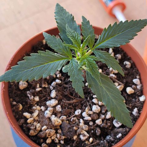 Gorilla Punch Auto growlog timeline photo