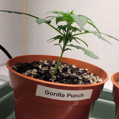 Gorilla Punch Auto growlog timeline photo