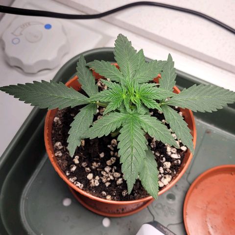 Gorilla Punch Auto growlog timeline photo