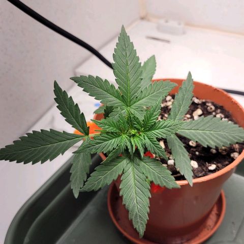 Gorilla Punch Auto growlog timeline photo