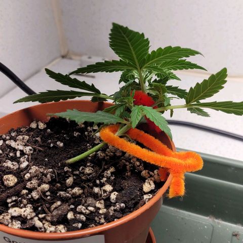Gorilla Punch Auto growlog timeline photo