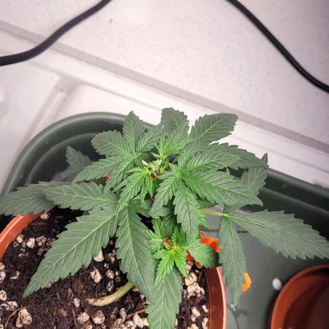 Gorilla Punch Auto growlog timeline photo