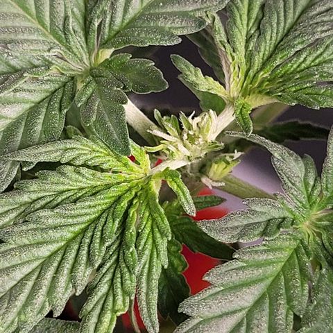 Gorilla Punch Auto growlog timeline photo