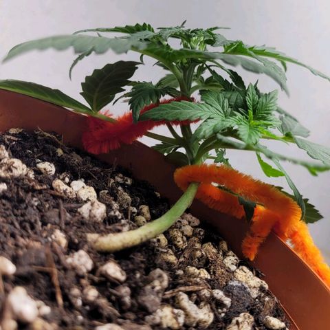 Gorilla Punch Auto growlog timeline photo