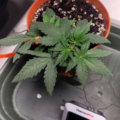 Gorilla Punch Auto growlog timeline photo